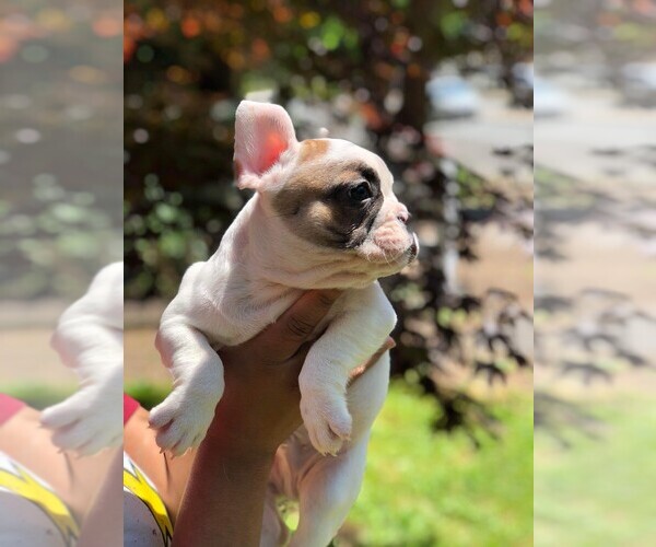 Medium Photo #20 French Bulldog Puppy For Sale in READING, PA, USA