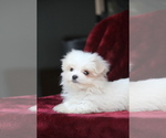 Puppy 3 Maltese