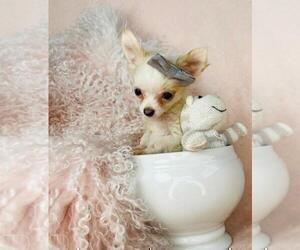 Chihuahua Puppy for sale in TAMPA, FL, USA