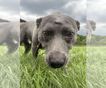 Small #2 American Pit Bull Terrier-Labrador Retriever Mix