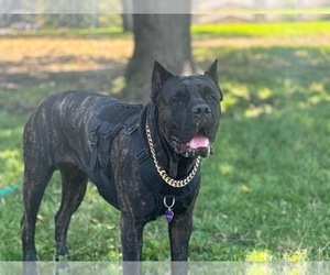 Mother of the Cane Corso puppies born on 10/02/2026