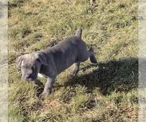 Cane Corso Puppy for sale in CAMBY, IN, USA