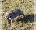 Image preview for Ad Listing. Nickname: Grey collar