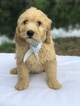 Small #2 Goldendoodle