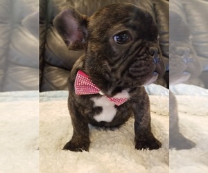 French Bulldog Puppy for sale in LOS ANGELES, CA, USA