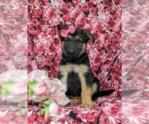 German Shepherd Dog Puppy for sale in ELKTON, MD, USA