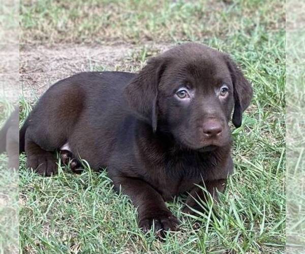 Medium Photo #1 Labrador Retriever Puppy For Sale in HIALEAH, FL, USA
