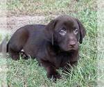 Small Photo #1 Labrador Retriever Puppy For Sale in HIALEAH, FL, USA