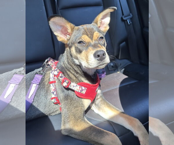 Medium Photo #1 Mutt Puppy For Sale in Jefferson, NJ, USA