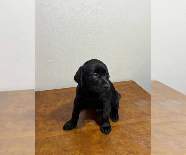 Medium Photo #1 Labrador Retriever Puppy For Sale in LEHIGH ACRES, FL, USA