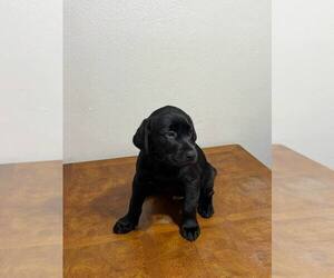 Medium Labrador Retriever