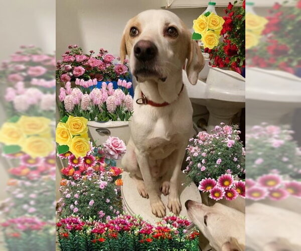 Medium Photo #2 American Foxhound-Labrador Retriever Mix Puppy For Sale in Newport Beach, CA, USA