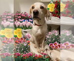 Small #1 American Foxhound-Labrador Retriever Mix