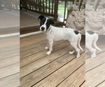Small #6 Lab-Pointer