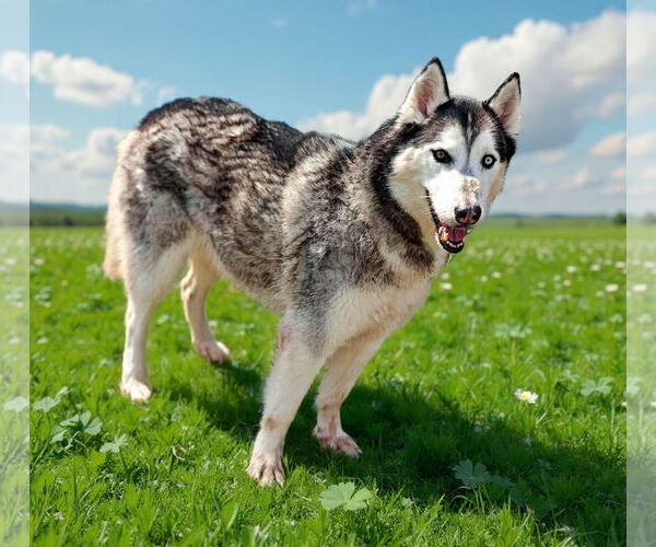 Medium Photo #5 Siberian Husky-Unknown Mix Puppy For Sale in Talladega, AL, USA