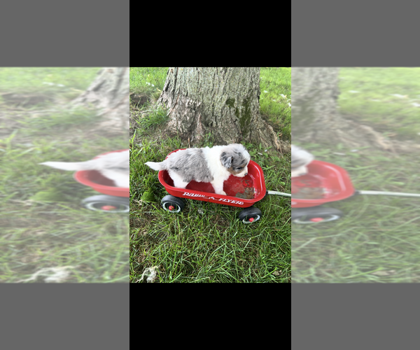 Medium Photo #2 Pomapoo (Toy) Puppy For Sale in NILES, MI, USA