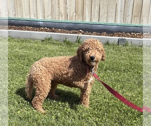 Mother of the Golden Mountain Doodle puppies born on 03/04/2026
