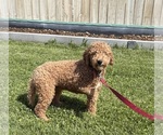 Small Photo #1 Golden Mountain Doodle Puppy For Sale in MIDDLEBURY, IN, USA