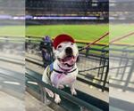 Small #1 American Bulldog Mix