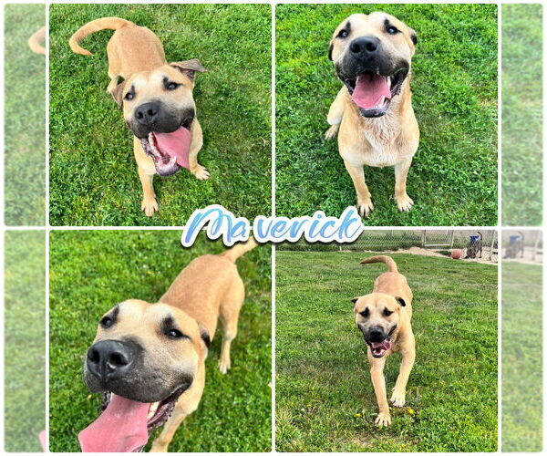 Medium Photo #1 Black Mouth Cur-Unknown Mix Puppy For Sale in Pierceton , IN, USA