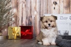 Small Photo #2 Havanese Puppy For Sale in BEL AIR, MD, USA