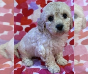 Medium Cavapoo (Miniature)