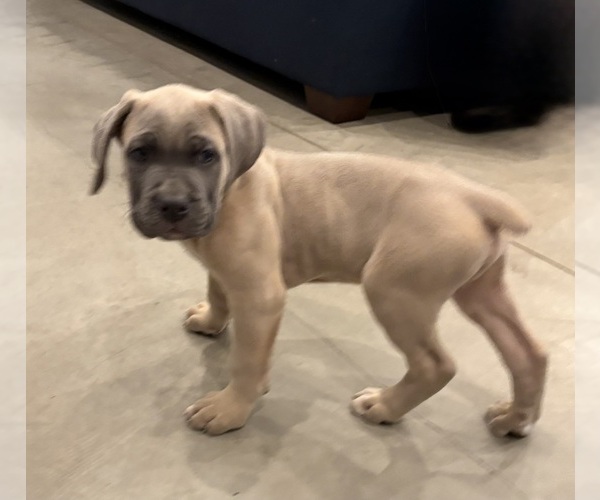 Medium Photo #3 Cane Corso Puppy For Sale in DOWNEY, CA, USA
