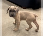 Small Photo #10 Cane Corso Puppy For Sale in DOWNEY, CA, USA