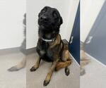 KENDALL - Male Mutt Dog for Adoption - Small photo