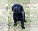Small Photo #33 Labrador Retriever Puppy For Sale in FOUNTAIN, CO, USA