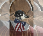 Small Photo #2 Alaskan Malamute Puppy For Sale in LAKEFIELD, MN, USA
