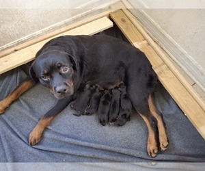 Rottweiler Puppy for sale in LAKELAND, FL, USA