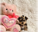 Small #3 Yorkshire Terrier
