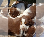 Small Photo #13 English Springer Spaniel Puppy For Sale in TENINO, WA, USA
