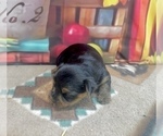 Small #10 Yorkshire Terrier