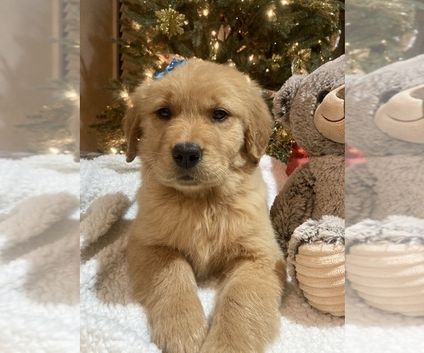 Medium Photo #5 Golden Retriever Puppy For Sale in FREDONIA, KY, USA