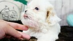 Small Photo #6 Mal-Shi Puppy For Sale in FULLERTON, CA, USA