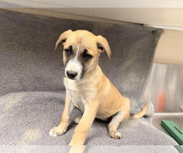 Medium Photo #1 Labrador Retriever-Unknown Mix Puppy For Sale in HESPERIA, CA, USA