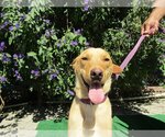 Stellaq - Female Golden Retriever-Unknown Mix Dog for Adoption - Small photo