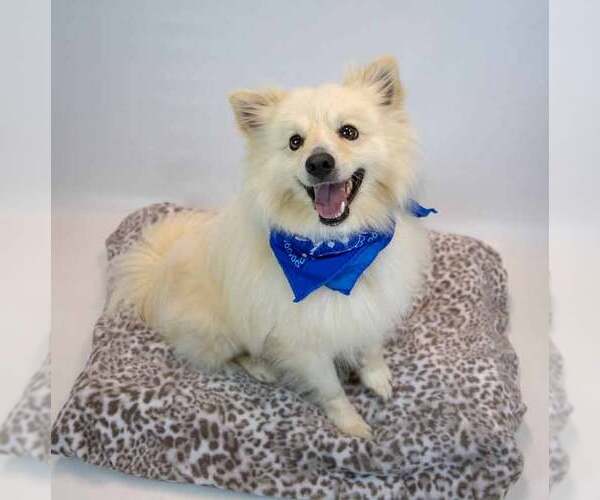 Medium Photo #2 Pomeranian-pomeranian spitz Mix Puppy For Sale in Kennesaw, GA, USA