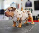 Small American Bully