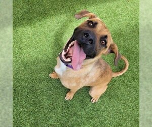 Black Mouth Cur Dogs for adoption in Galveston, TX, USA