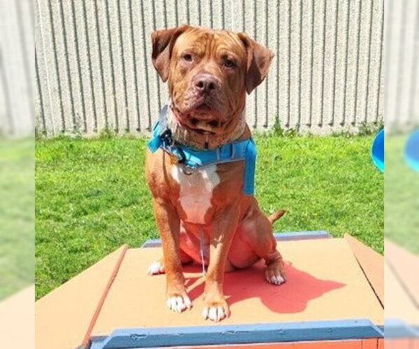 Medium Photo #2 Dogue de Bordeaux-Staffordshire Bull Terrier Mix Puppy For Sale in Minneapolis, MN, USA