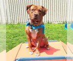 Small #1 Dogue de Bordeaux-Staffordshire Bull Terrier Mix