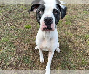 American Bulldog-Unknown Mix Dogs for adoption in Ocala, FL, USA