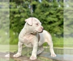 Small #2 American Bully