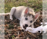 Small Photo #1 Siberian Husky Puppy For Sale in SILEX, MO, USA