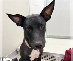 Labrador Retriever-Unknown Mix Dogs for adoption in Temple, TX, USA