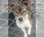 Small #1 Beagle Mix