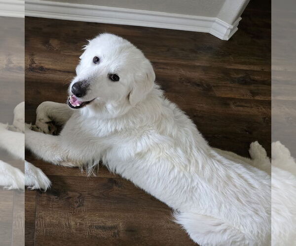 Medium Photo #4 Great Pyrenees-Maremma Sheepdog Mix Puppy For Sale in Dallas, TX, USA